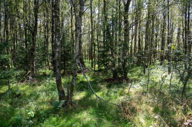 Ağaçlı bir orman ve güneş ışığında yeşil çimenler.