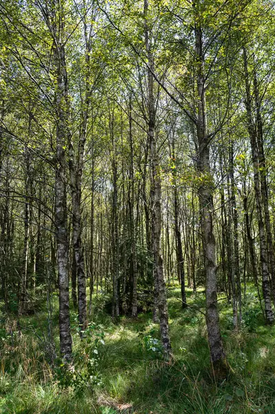 Ağaçlı bir orman ve güneş ışığında yeşil çimenler.