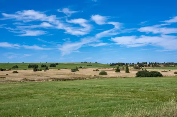 Yeşil çayır manzarası ve yüksek Rhoen, Almanya 'da bazı ağaçlar