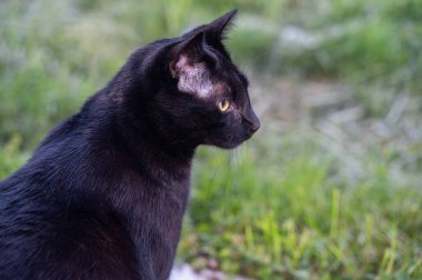 Yeşil otlu siyah bir kediye yakın çekim
