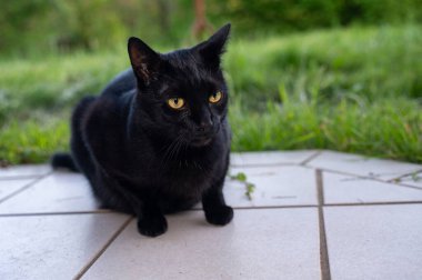 Yeşil bahçedeki terasta kara kedi