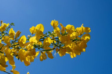Sarı süpürge mavi gökyüzünde çiçek açar.