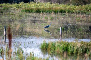 Hollanda 'da Egmond aan Zee yakınlarında küçük bir gölün suyunda gri bir balıkçıl (Ardea cinerea) bulunur.
