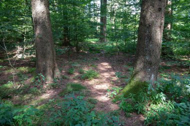 Güneş yeşil ormanda parlıyor.