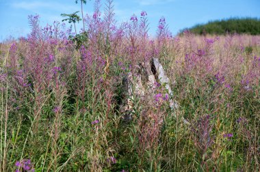 Yeşil bir çayırda çiçek açan willowhere (Epilobium angustifolium)