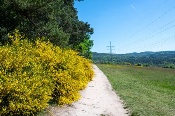 Sarı süpürge çalıları, tarlaları ve elektrik direği olan patika.