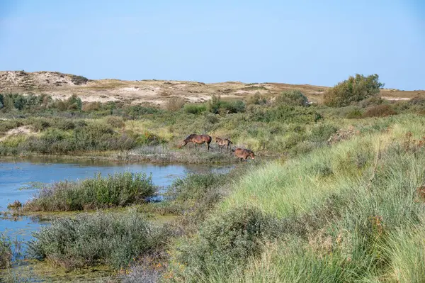 Konik vahşi atları ve Exmoor midillileri, Hollanda 'da Egmond aan Zee yakınlarındaki çalıların çoğalmasını engellemek için, doğal olarak kumulların idaresi için, bir doğa koruma alanında bir kumul arazisinde yaşarlar.