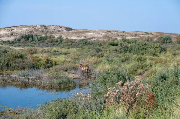 Konik vahşi atları ve Exmoor midillileri, Hollanda 'da Egmond aan Zee yakınlarındaki çalıların çoğalmasını engellemek için, doğal olarak kumulların idaresi için, bir doğa koruma alanında bir kumul arazisinde yaşarlar.