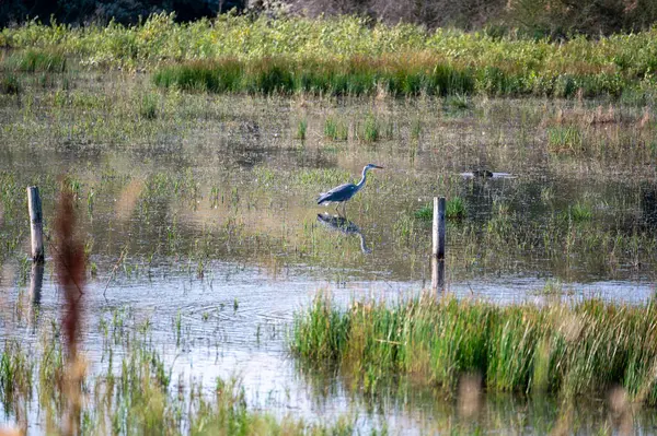 Hollanda 'da Egmond aan Zee yakınlarında küçük bir gölün suyunda gri bir balıkçıl (Ardea cinerea) bulunur.