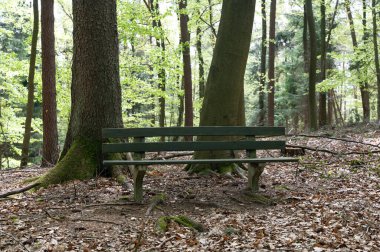 Yeşil bir ormanda park bankında