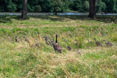 Bazı Kanada kazları (Branta canadensis) ve yavruları neredeyse nehir kıyısındaki bir çayırda saklanıyorlar.