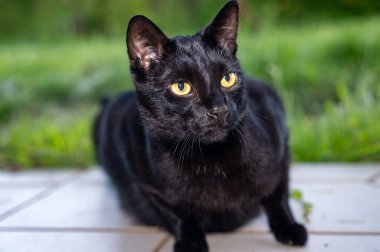 Yeşil bahçedeki terasta kara kedi