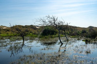 Hollanda 'da Egmond aan Zee yakınlarında, kumul bir doğa rezervinde ağaçlar suda duruyor.