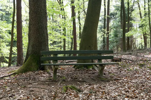 Yeşil bir ormanda park bankında