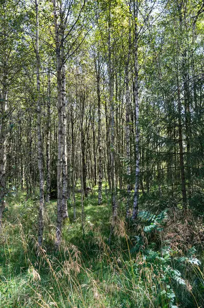 Ağaçlı bir orman ve güneş ışığında yeşil çimenler.