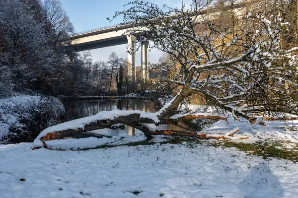 Kışın kunduzlar tarafından çiğnenmiş ve devrilmiş. Arkasında küçük bir göl ve yüksek bir otoyol köprüsü var.