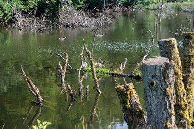Bir ağacın eski dalları kunduzlar tarafından oluşturulan gölün sularında yatar.