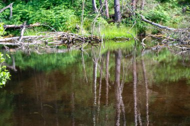 Bir ağacın eski dalları kunduzlar tarafından oluşturulan gölün sularında yatar.