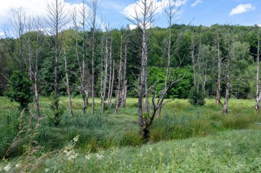 Bare trees on a meadow in front of a green forest
