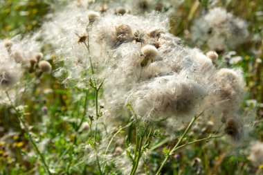 Uçan tohumlarla dolu bir tarlada solmuş devedikenleri.