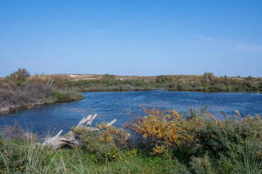 Hollanda, Avrupa 'da Egmond aan Zee yakınlarında, kıyısında eski bir dal bulunan, kum tepesi doğa koruma alanında küçük bir göl.