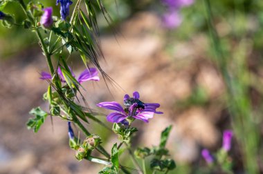 Yeşil bir doğal ortamda mor bir çiçeğin üzerinde siyah gül chafer (Oxythyrea funesta)