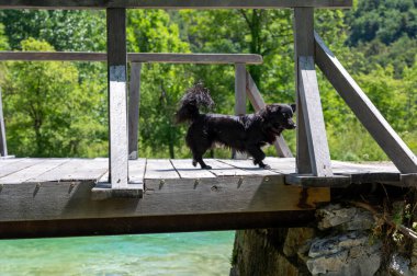 Siyah bir köpek göldeki tahta bir köprüyü geçiyor.