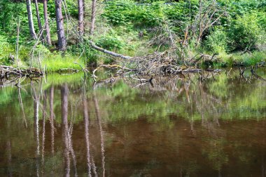 Bir ağacın eski dalları kunduzlar tarafından oluşturulan gölün sularında yatar.