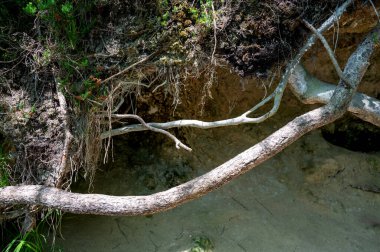 Doğadaki bir ağacın pörsümüş kökleri