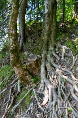 Doğadaki bir ağacın pörsümüş kökleri