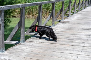 Siyah bir köpek tahta bir köprüde durur ve bir gölün suyuna bakar.