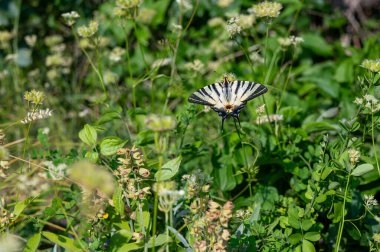 Bir Kırlangıç (Iphiclides podalirius) yeşil çayırdaki bir çiçeğin üzerindeki kelebek.
