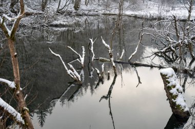 Küçük bir gölün sularında karla kaplı dallar.