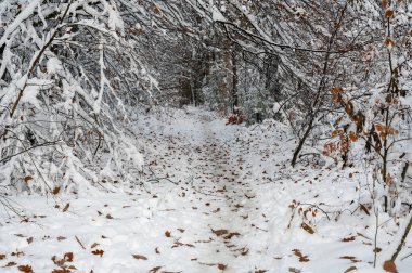 Karla kaplı dalları ve beyaz kar üzerinde uzanan bir sürü kahverengi sonbahar yaprakları olan bir ormanın içinden geçen kirli bir yol.