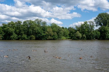 Birçok Kanada kazları (Branta canadensis) mavi gökyüzü ve bulutlarla nehir kıyısında yüzerler.