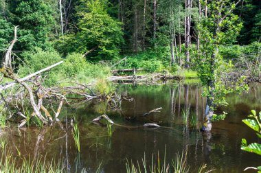 Bir ağacın eski dalları kunduzlar tarafından oluşturulan gölün sularında yatar.