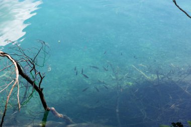 Küçük balıklar gölün berrak sularında yüzerler.
