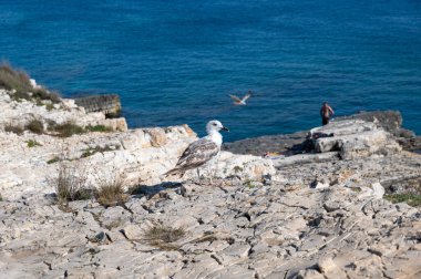 Bir martı deniz, banyo ve mavi gökyüzü olan bir kayanın üzerinde oturur.