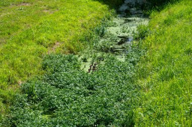 Küçük bir derede bir sürü yeşil ördek ve yavrularıyla birlikte.