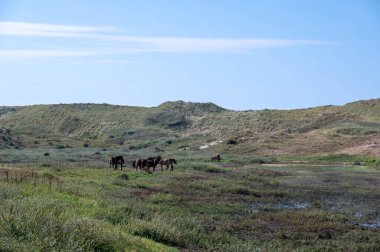 Hollanda 'da Egmond aan Zee yakınlarında küçük bir gölde vahşi atlar.