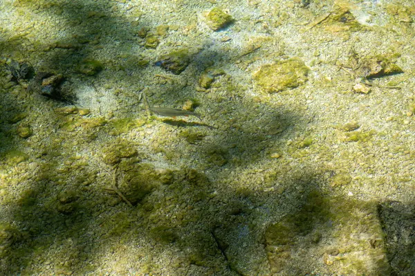 Küçük bir balık gölün berrak sularında yüzer.