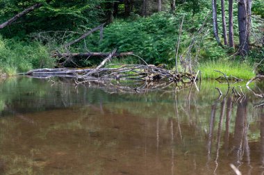 Bir ağacın eski dalları kunduzlar tarafından oluşturulan gölün sularında yatar.