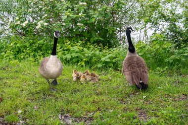 Kanada Kazları (Branta canadensis) familyasından yeşil çimlerde yaşayan kazlar.