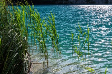 Sazlar gölün sularında duruyor.