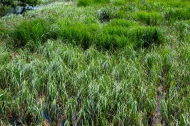 Yeşil sazlardan ve otlardan oluşan bir zenginlik bir gölün kıyısında duruyor.