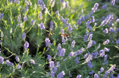 Bumblebee Hawk-güve (Hemaris fuciforis) - mor lavanta çiçeğinin üzerinde doğan güve ailesinden bir kelebek.