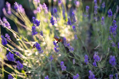 Bumblebee Hawk-güve (Hemaris fuciforis) - mor lavanta çiçeğinin üzerinde doğan güve ailesinden bir kelebek.