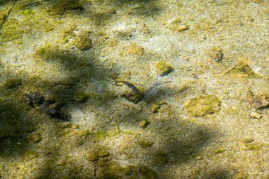 Küçük bir balık gölün berrak sularında yüzer.