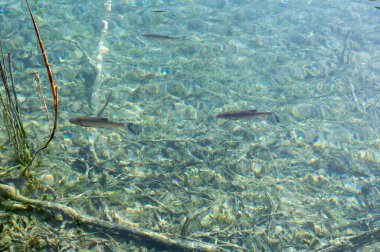 Küçük balıklar gölün berrak sularında yüzerler.