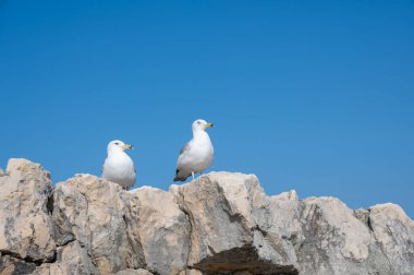 Mavi gökyüzü olan bir kayanın üzerinde oturan bazı martılar.